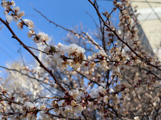 A rare combination of cherry blossoms and snow