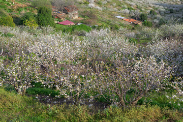 Cherry blossoms in the Jerte Valley in spring with cherry blossoms