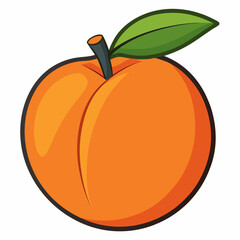 orange fruit vector illustration