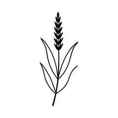 Lavender crops silhouette vector illustration
