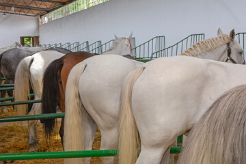 Rear View of Many Big Horses in Stable Equestrian Facility