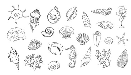 Sea shell sketch ocean life hand drawn illustration. Outline modern style, summer, vacation, beach design elements. Coral and seaweed, starfish line. 