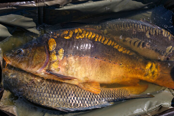 Carpfishing session at the Lake.Common carp on the unhooking mat.Angler with a big carp fishing trophy.Fishing adventures.Fish trophy.