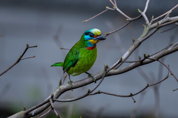 The five-colored bird (Muller's Barbet) is a bird endemic to Taiwan