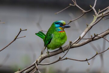 The five-colored bird (Muller's Barbet) is a bird endemic to Taiwan