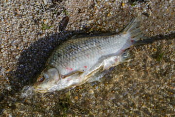 Dead fish in a pond, an environmental disaster.Environmental pollution.Environmental issues.