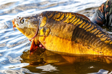 Carpfishing session at the Lake.Large carp fish being released back into the lake water after being caught.Fishing adventures.Catch and release sport fish