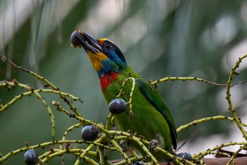 The five-colored bird (Muller's Barbet) is a bird endemic to Taiwan