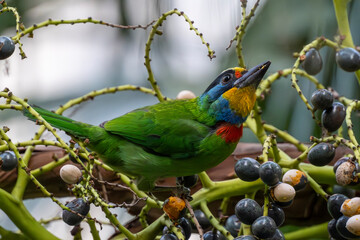 The five-colored bird (Muller's Barbet) is a bird endemic to Taiwan