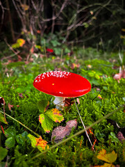Amanita muscaria, commonly known as the fly agaric or fly amanita,[5] is a basidiomycete of the...
