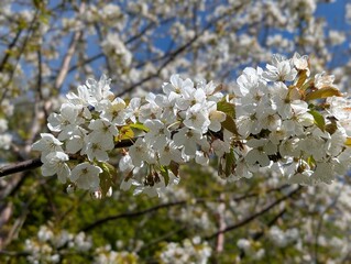Wild Cherry blossom (Prunus) in a British park