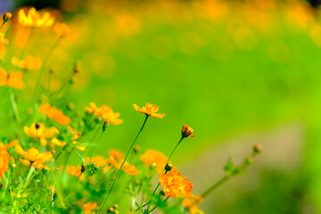 緑の中に映えるキバナコスモス