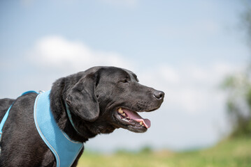 Portrait of the old black rescued dog with harness during a walk on the meadow near the shelter