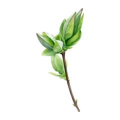 Lilac buds blossoming. Watercolor of first spring leaves on a branch isolated on a white background. Good for postcards, invitations, greeting cards, wallpaper.