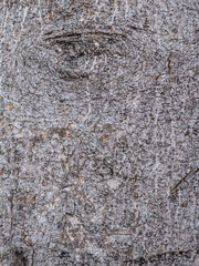 Bark of old tree skin. Abstract background and texture for design.