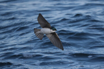 Tree Swallows flying over rough lake eating insects of water surface in spring