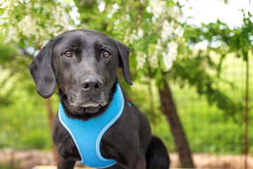 A young black rescue dog in a shelter on the roof of his house is waiting for a reward from a...