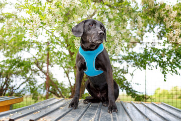 A young black rescue dog in a shelter on the roof of his house is waiting for a reward from a...