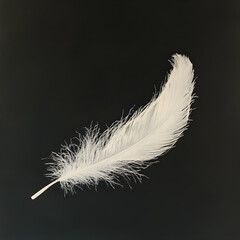 Obraz premium Graceful Simplicity: The Elegance of a Feather in Minimalism