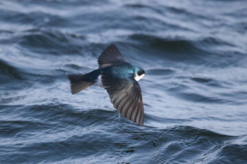 Tree Swallows flying over rough lake eating insects of water surface in spring