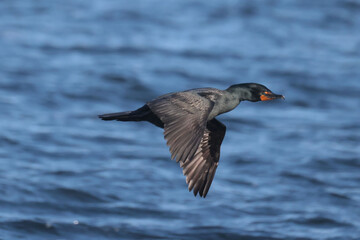 Double crested cormorant flying over lake in evening sun in spring