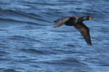 Double crested cormorant flying over lake in evening sun in spring
