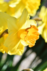 Il giallo fiore del Narciso