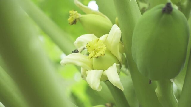 A papaya (carica papaya L.). The white flowers of the papaya tree are the precursors to growing into papaya fruit. Many papayas on the fruit trees