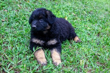 Black puppy on the grass