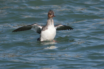Red Breasted mergansers on lake in spring