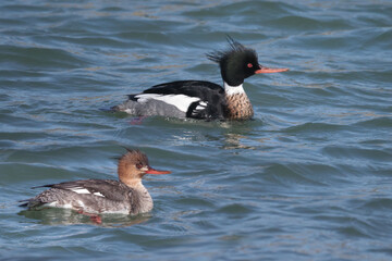 Red Breasted mergansers on lake in spring