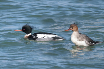 Red Breasted mergansers on lake in spring