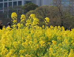 都会の中の菜の花畑（浜離宮恩賜庭園）