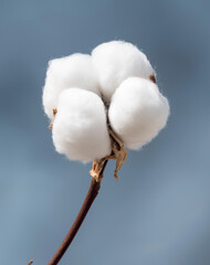 cotton boll against a soft, blue background. The cotton fibers are fluffy and white, emerging from the brown, dried bracts of the plant. The focus is on the natural texture