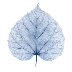 Obraz premium Detailed blue linden leaf showcasing intricate vein patterns on a transparent background Concept of nature, botany, and delicate organic textures