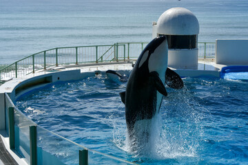 大きなプールで大ジャンプするシャチ