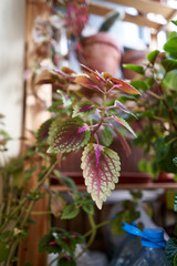 Coleus Plant with Colorful Leaves