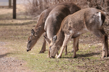 Feeding Wildlife (White Tailed deer) against the rules making unfortunate dependence of wildlife on people for food