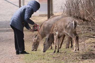 Fototapeta premium Feeding Wildlife (White Tailed deer) against the rules making unfortunate dependence of wildlife on people for food