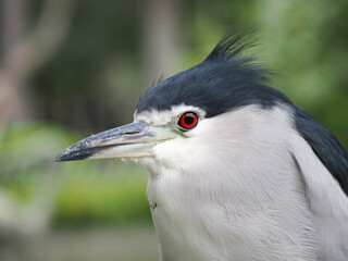 Image of a Black-crowned night heron.