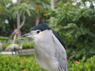 Image of a Black-crowned night heron.