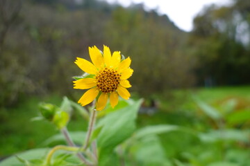 Jerusalem artichoke flower blooming in green meadow