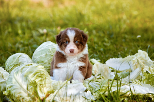 Small white puppy purebred Australian Shepherd Aussie dog pet domestic animal sits on grass among cabbage leaves vegetables outdoors on a summer day.Content for animal goods, for food, embroidery, web