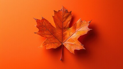 Fototapeta premium Autumn maple leaf on orange background