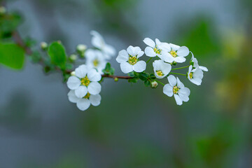 조팝나무꽃, 스파이어(Spriaea)