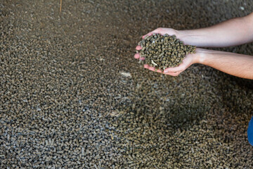 Closeup of handful of granulated rapeseed meal in male hands. Concept of organic supplement in production of compound feed for livestock animals
