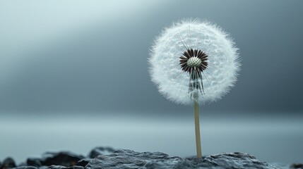 Obraz premium Fluffy dandelion on rocks, soft light