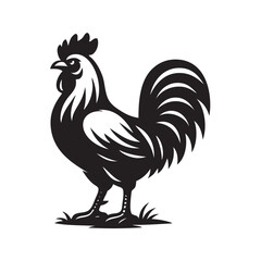 rooster isolated on white background