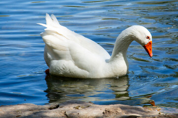 pato nadando en una albufera