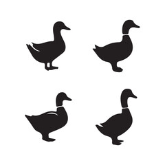 silhouettes of duck birds